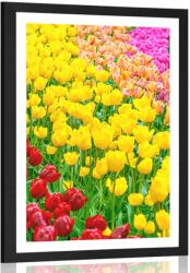 Dovido Poszter paszpartuval - Tulipánokkal teli kert - 40x60 no frame