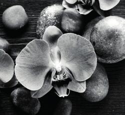 Dovido Öntapadó fotótapéta orchidea és kövek fekete-fehérben - 294x270