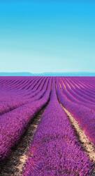 Dovido Öntapadó fotótapéta végtelen levandula mező - 147x270