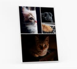 Empikfoto. ro Tablou, animalut, 50x70 cm - 126484