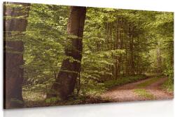 Dovido Tablou pădure verde - 60x40