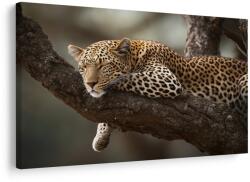 Dovido Tablou leopard odihnindu-se pe un copac - 90x60