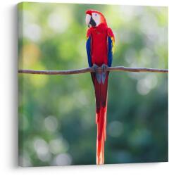 Dovido Tablou pasăre tropicală în natură - 50x50