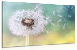 Dovido Tablou păpădie magică - 60x40