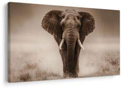 Dovido Tablou elefant măreț în savană - 90x60