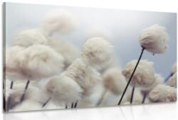 Dovido Tablou flori de bumbac arctice - 150x100