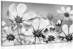 Dovido Tablou flori de vară în design alb-negru - 40x30