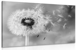 Dovido Tablou păpădie magică alb-negru - 120x80