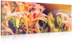 Dovido Tablou flori înfloritoare frumoase de grădină - 80x40