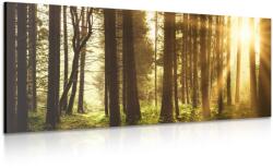 Dovido Tablou pădure luminată de soare - 80x40