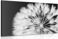 Dovido Tablou păpădie în design alb-negru - 40x30