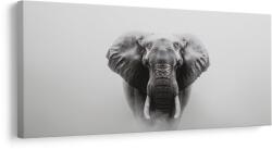 Dovido Tablou portret alb-negru de elefant - 140x70