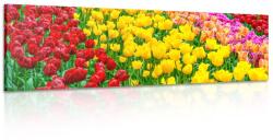 Dovido Tablou grădină plină cu lalele - 120x40