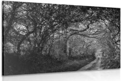Dovido Tablou pădure alb-negru - 40x30
