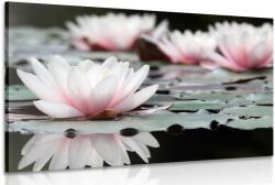Dovido Tablou floare de lotus - 40x30