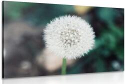 Dovido Tablou pălărie albă pufoasă de păpădie - 120x80