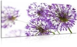 Dovido Tablou flori violete flori de usturoi - 80x40