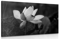 Dovido Tablou floare de lotus fină alb-negru - 150x100