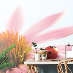 Dovido Fototapet buburuză pe echinacea - 147x270