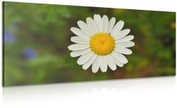 Dovido Tablou floare de margaretă - 120x60