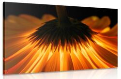 Dovido Tablou gerbera pe fundal închis - 90x60
