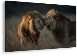 Dovido Tablou lei în savana africană - 120x80