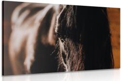 Dovido Tablou calul maiestuos - 120x80