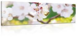 Dovido Tablou flori în pom primăvara - 90x30