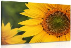 Dovido Tablou floarea soarelui galbenă - 30x20