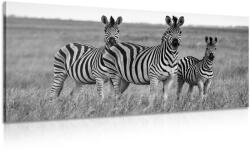 Dovido Tablou trei zebre în savana în design alb-negru - 140x70