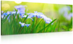 Dovido Tablou pajiște de flori primăvara - 120x60