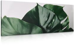 Dovido Tablou frunză de philodendron - 120x60
