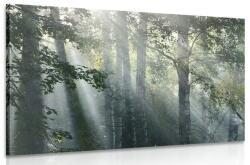 Dovido Tablou raze de soare în pădure plină de ceață - 150x100