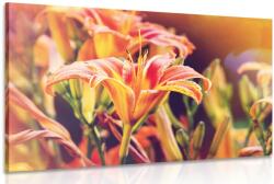 Dovido Tablou flori frumoase înfloritoare în grădină - 40x30