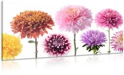 Dovido Tablou flori de dalia într-un design divers - 100x50
