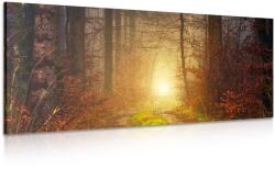 Dovido Tablou lumina în pădure - 80x40