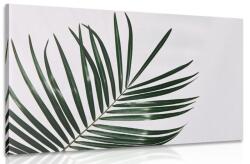Dovido Tablou frunză palmier inedit - 30x20