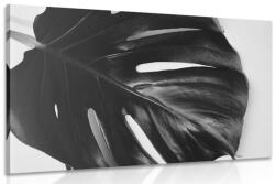 Dovido Tablou frunză de philodendron alb-negru - 60x40