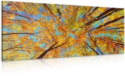Dovido Tablou coroane a copaciilor toamna - 80x40