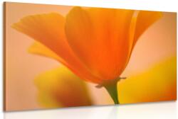 Dovido Tablou floare frumoasă - 150x100