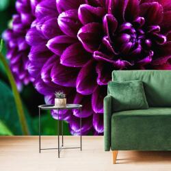 Dovido Fototapet floare violetă frumoasă - 539x363