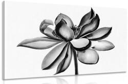 Dovido Tablou floare de lotus acuarele alb-negru - 40x30