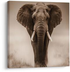 Dovido Tablou elefant african în ceață - 70x70