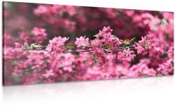 Dovido Tablou detalii flori de cires - 120x60