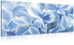 Dovido Tablou flori de hortensie albastru-albe - 120x60