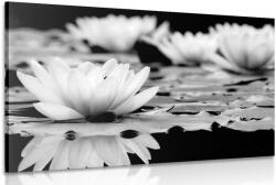 Dovido Tablou floare de lotus în design alb-negru - 40x30 - dovido - 115,66 RON