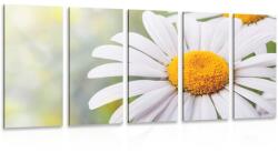 Dovido Tablou 5-piese flori de margaretă - 200x100