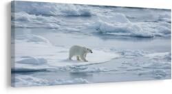 Dovido Tablou urs polar pe banchiză - 120x60