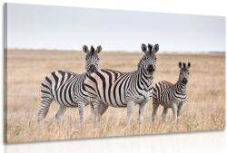 Dovido Tablou trei zebre în savana - 60x40