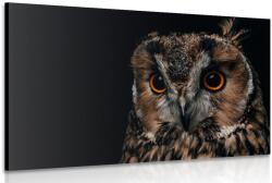 Dovido Tablou bufniță - 120x80